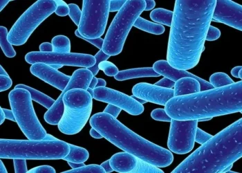 Gut Bacteria (Representative Image)