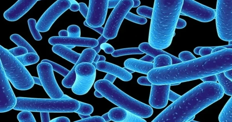 Gut Bacteria (Representative Image)