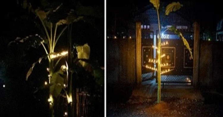 The stems of the banana tree used on Diwali night in Assam