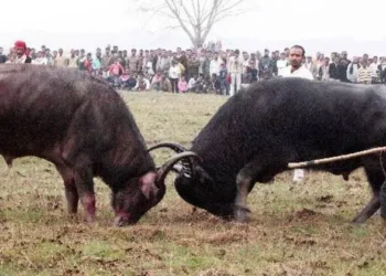 Bull fight