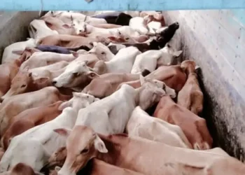 Cows being smuggled in Assam