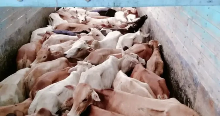 Cows being smuggled in Assam