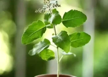 Devotees worship Mata Tulsi