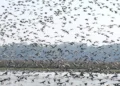 Early influx of migratory birds at Pobitora Wildlife Sanctuary in Assam