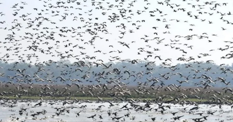 Assam: Pobitora Wildlife Sanctuary welcomes early surge of migratory ...