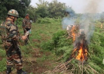 Cannabis plantations destroyed