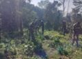 BSF intensifies ganja destruction drive in Tripura