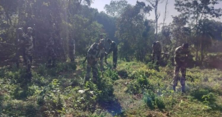 BSF intensifies ganja destruction drive in Tripura