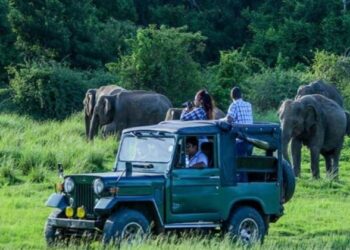 Assam's Kaziranga National Park records all-time high tourist footfall this season