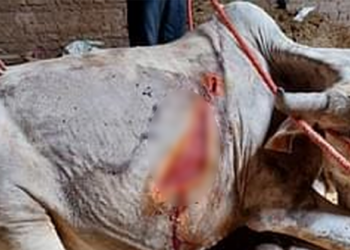 Cows with serious injuries found in Ismailpur village of Haryana