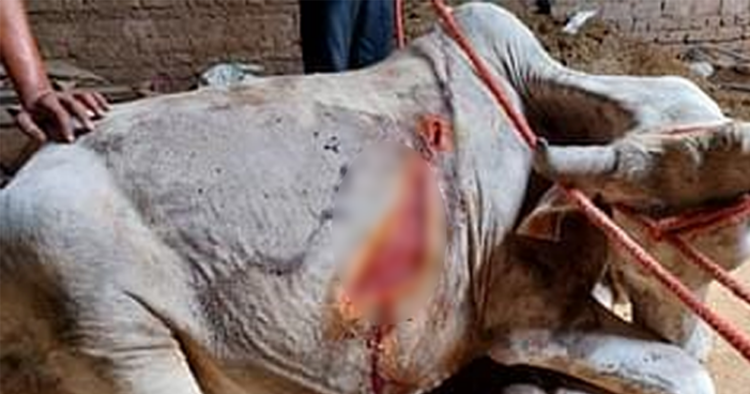 Cows with serious injuries found in Ismailpur village of Haryana