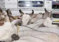 Cows cramped together in a vehicle