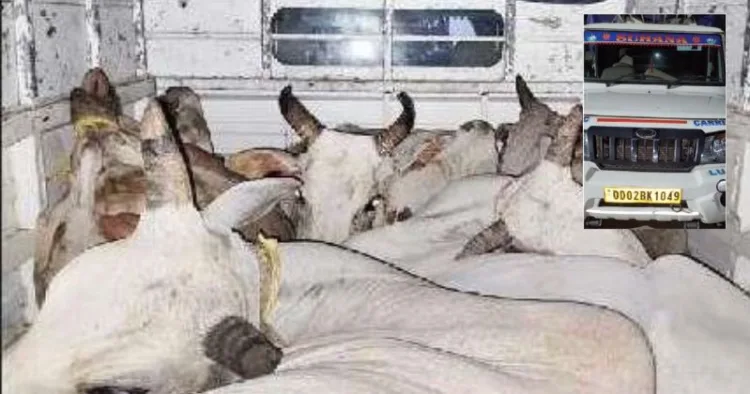 Cows cramped together in a vehicle