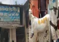 A goat with the name "Ram" inscribed in yellow on its skin was found at "Good Luck Mutton Shop" in Navi Mumbai