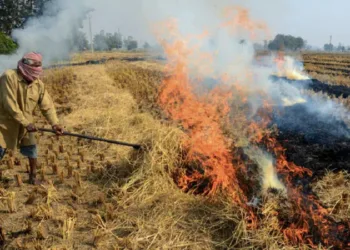 A representative image of stubble burning (Photo: X)