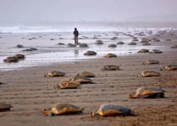 Olive Ridley Turtles