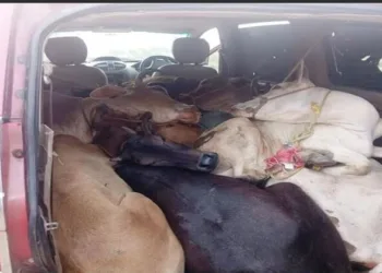 Cows tied and cramped in a vehicle