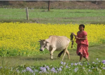 A female grazing the cow in the farmland