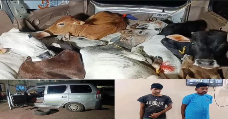 Cow smuggling in Odisha