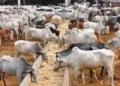 Cows at the Goshalas