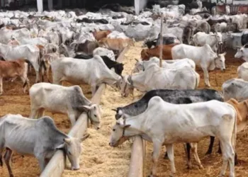 Cows at the Goshalas