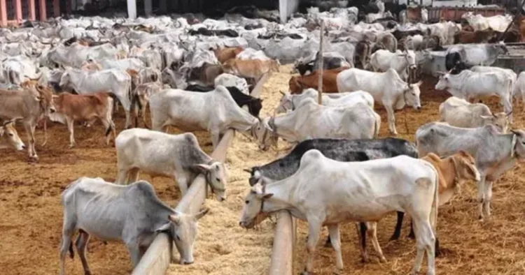 Cows at the Goshalas