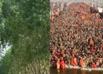 Yogi govt develops dense forests in Prayagraj ahead of Mahakumbh 2025