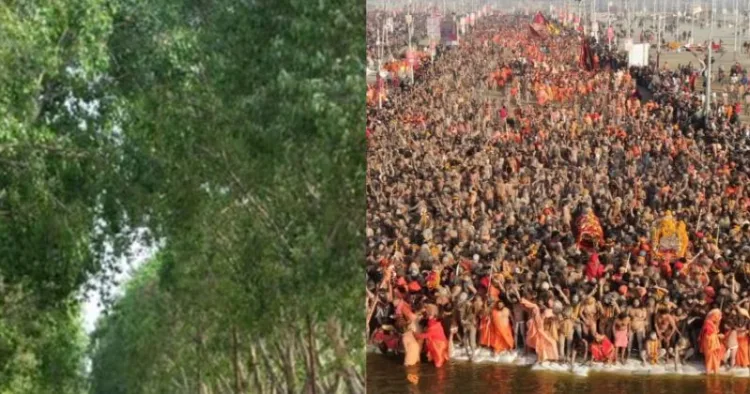 Yogi govt develops dense forests in Prayagraj ahead of Mahakumbh 2025