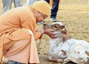 Uttar Pradesh CM Yogi Adityanath with a calf