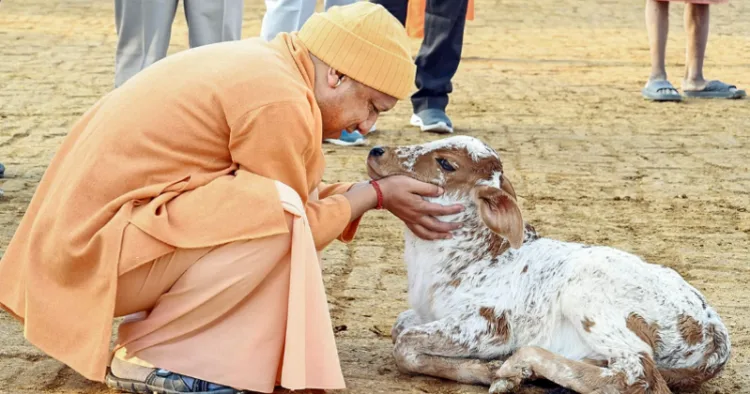 Uttar Pradesh CM Yogi Adityanath with a calf