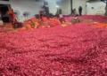 25 quintals of rose petals to be showered on the devotees on the occasion of Mauni Amavasya