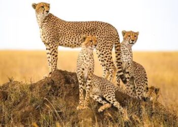 A representative image