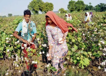 Farmers plucking cotton from the fields (Photo: X)