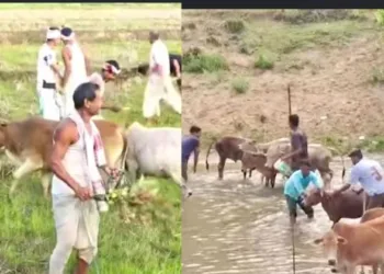Assam embraces the spirit of Rongali Bihu by worshipping cows