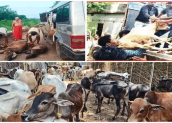 Cattles that were being smuggled being rescued