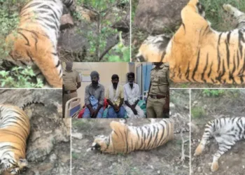 Accused arrested for posisoning five tigers