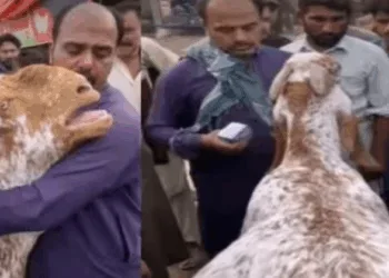 A goat crying before being sacrificed on Bakrid (File Image: Soource-India.com)