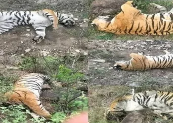Carcasses of a mother tiger and her 4 cubs were discovered