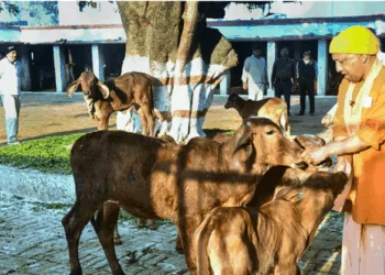 Uttar Pradesh CM Yogi Adityanath feeding the cows