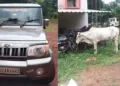 New modus operandi of cow smuggling uncovered in Odisha