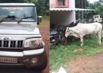 New modus operandi of cow smuggling uncovered in Odisha