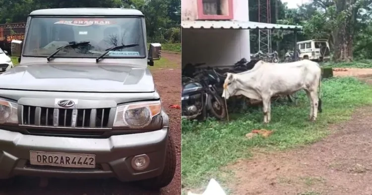 New modus operandi of cow smuggling uncovered in Odisha