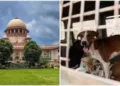 Supreme Court has stayed its verdict due to hue and cry from the dog lovers