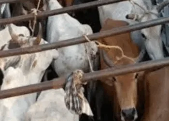 Cattle Smuggling