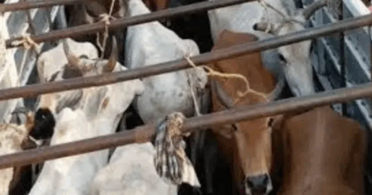 Cattle Smuggling