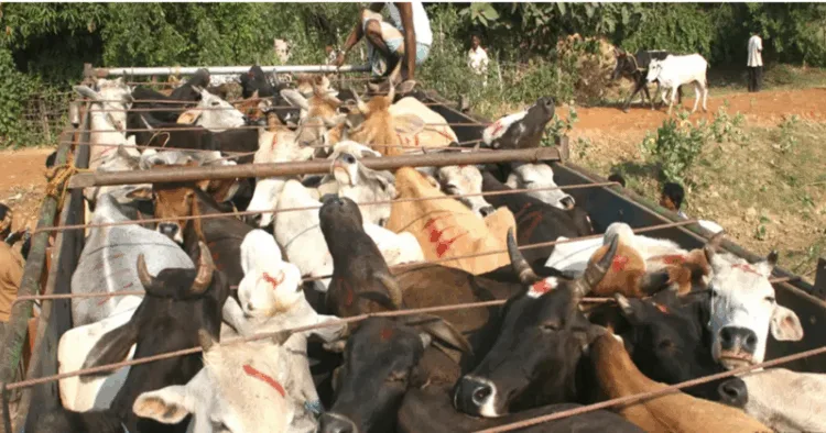 Cows being smuggled