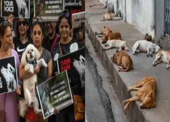 (Left) People holding dogs (Right) Stray dogs lying on the footpath