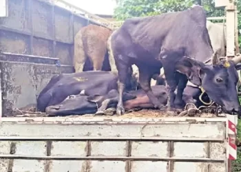 Cattle smuggling van crashes near Odisha–Bengal border