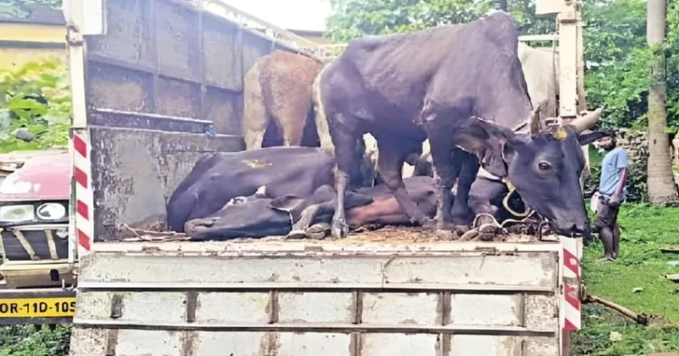 Cattle smuggling van crashes near Odisha–Bengal border