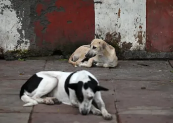 A representative image